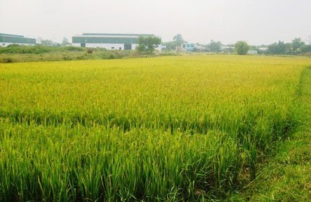 Chuyển đổi từ đất trồng lúa sang đất ở theo quy định mới