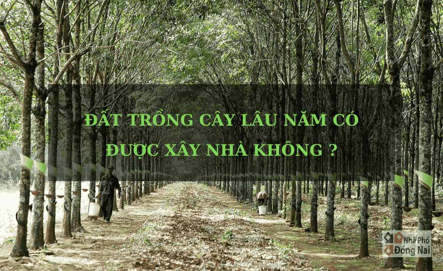 Đất Trồng Cây Lâu Năm Là Gì ? Có Được Phép Xây Nhà Hay Không ?