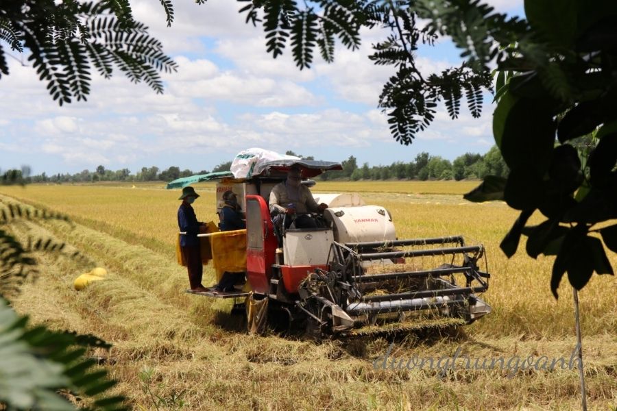 Có nên mua đất trồng cây hàng năm